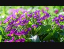 【初音ミク他】　サクラソウ(ぐりーん)　【カバー】