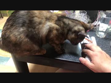 人のおやつを取ろうとする猫