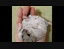 【ハムスター】さらちゃんのさらさら活動日記その13 ハッピーバースデーさらちゃん1歳おめでとう