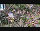 犬と散歩行ったら桜が開花してました！