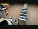 猫とドミノで遊んでみました。