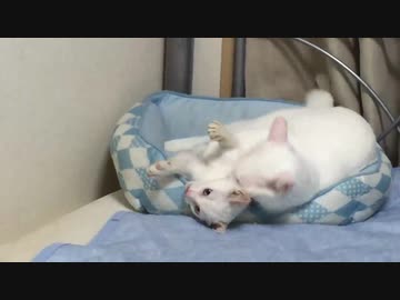 甘えん坊の白い保護子猫、珍妙猫たちと共に成長する