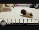 【モルモット動画】うちのテディモルモットはおうちが大好きすぎる【すぐ帰る】
