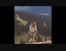 The Jon Rodents(齧歯類) Beaver(ビーバー) Explosion