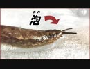 巨大ナメクジを「泡」で包んだら、 えげつない結果になった。