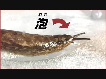 巨大ナメクジを「泡」で包んだら、 えげつない結果になった。