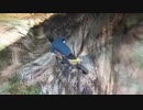 【ＧＴＡ5】一番高い山から高速下山してみた