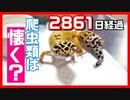 【実際に飼ってみた】爬虫類、レオパは人に懐くのか？