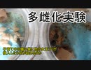 【ありの飼育記#144】蟻の多雌化チャレンジ　繭があっても受け入れていくれるのか