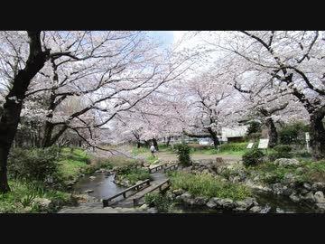 根川緑道の桜
