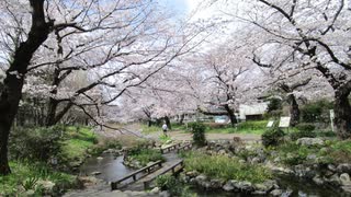 根川緑道の桜