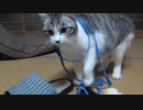 ヒモ遊びするアルフィノ　＃156