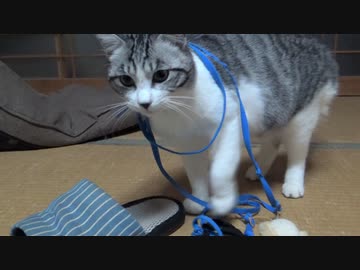 ヒモ遊びするアルフィノ　＃156