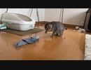 靴下が嫌いな子猫