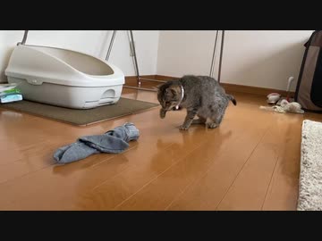 靴下が嫌いな子猫