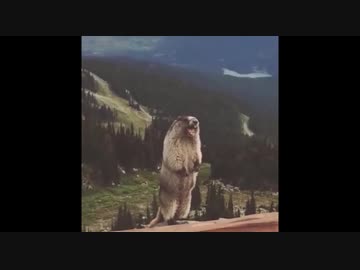 モンスターファーム２RTA_コロペンドラ種編_３時間２５分５２秒_7/8【３体目/３８】