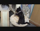 飛ぶのか？