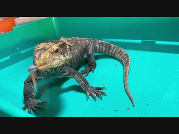 オオトカゲの食事風景
