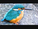 4Kおすわりカワセミ