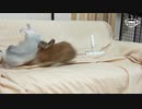 【うさぎ動画】うちのうさぎがソファーで遊んでいました【モルモット動画】