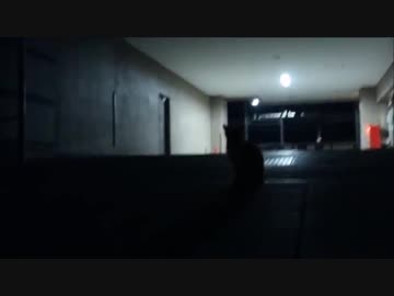 ミッドナイト・プール 歌ってみた【転寝こより】