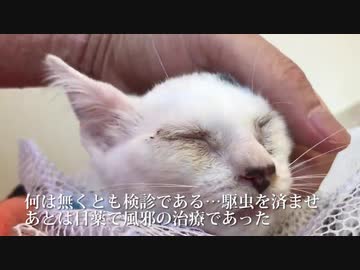 牛柄のコネコチャン、馴らし療養中にまさかの展開を迎える