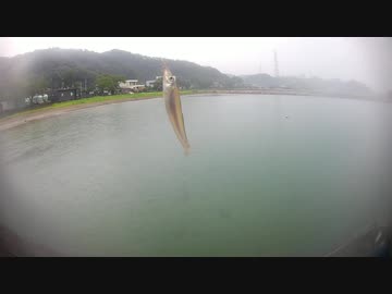 #19【海釣り】雨の日のキス(シロギス)のちょい投げ釣り【福井県 敦賀市にて】