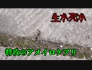 【ありの飼育記#145】騙せるか、散るか、アメイロケアリの生き様をみろ【結婚飛行】