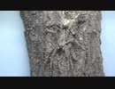 ［閲覧注意!!］外国産アシダカグモ（マレーシアグリーンハンツマンスパイダー）にゴキブリを与えてみた。(Heteropoda boiei）