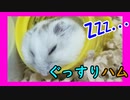 『爆睡ハムスター』の巻 Sleepy hamster. #26【ハムスター物語】