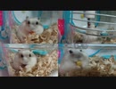 『食欲旺盛ハムスター』の巻 Appetite hamster. #27【ハムスター物語】