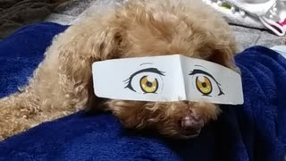 目元だけ二次元の犬。