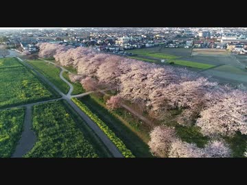 埼玉県幸手市の権現堂公園（桜堤）HD