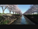久喜市の水面に映る桜 HD