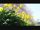 【ゆるポタ】桜を見に黒目川ポタ