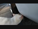 野良猫にオイル漏れの点検をしてもらった