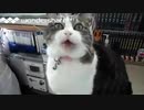 うちの猫ブチコちゃん永眠したので（2014〜2020）動画まとめ