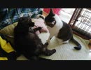 静かにエスカレートする猫のケンカ