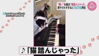 嫌いな曲を弾くと ぶちキレるお猫様 本当は構ってほしいだけ？