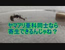 【ありの飼育記#146】アメイロケアリの寄生にクロヤマアリの繭を混ぜるといったい何が起きるのか【検証実験】