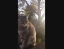 Beautiful cat in the sunset 夕日の中の美人ちゃん