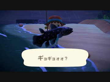 あつ森 シーラカンスの出現率が昔のどう森と比べて低くなった理由とは あつまれどうぶつの森 ニコニコ動画