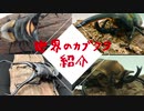 世界のカブトムシ・クワガタムシ紹介【蟲ラボ】