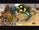 危険な毒を持つ「ヤドクガエル」を大量のアリで囲んだら、とんでもない結果になった。