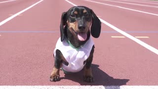 【RASH A1M】100ｍ走ダックスフンド！【吹き替え】｜The 100m Dachshund Dash!