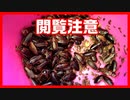 【3000匹以上】2カ月ぶりにゴキブリのお家を掃除してみました。