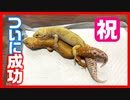 【クーリングなし！】レオパの繁殖に成功しました！