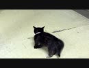 子猫の威嚇