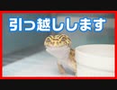 【産卵床を自作】繁殖したレオパの引っ越し＆産卵の準備【誰でもできる自作】