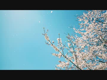 n.k / ハルサカズキ